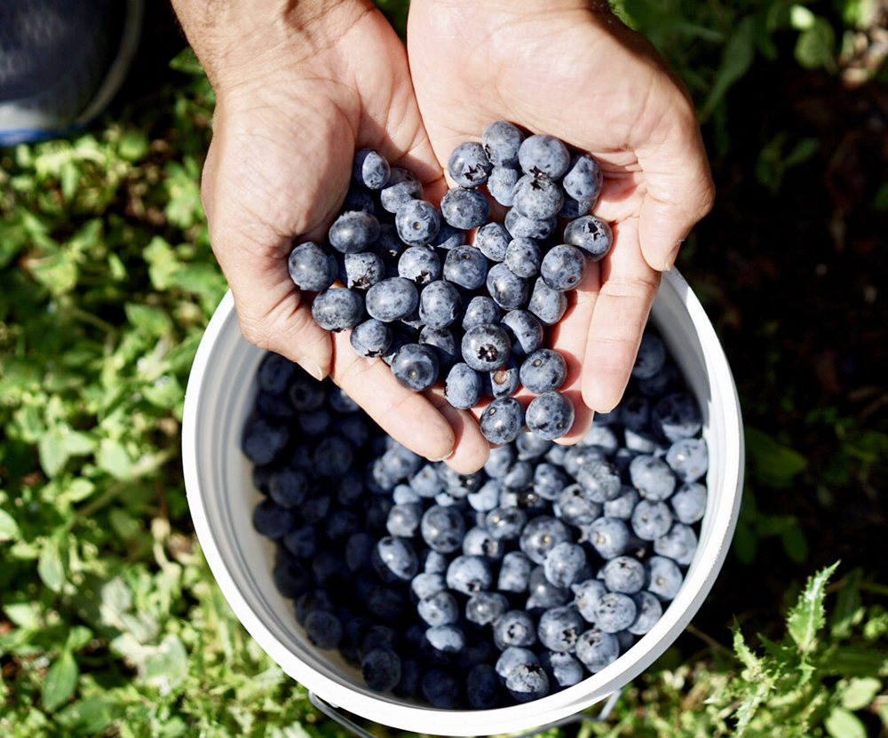 Blueberries for Homemade Blueberry Ice Cream #myvegetarianfamily #homemade #eggless
