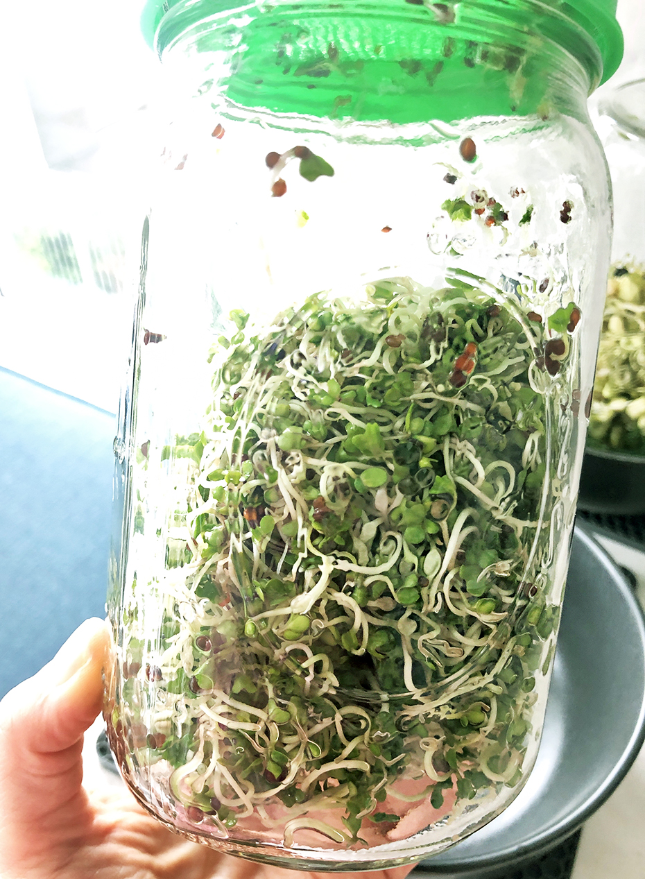 Homemade Broccoli Sprouts | My Vegetarian Family #broccolisprouts #homemadesprouts